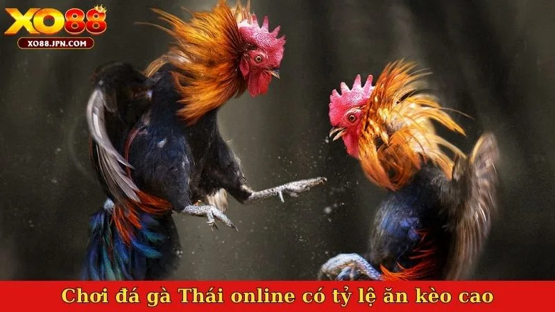 Chơi đá gà Thái online có tỷ lệ ăn kèo cao
