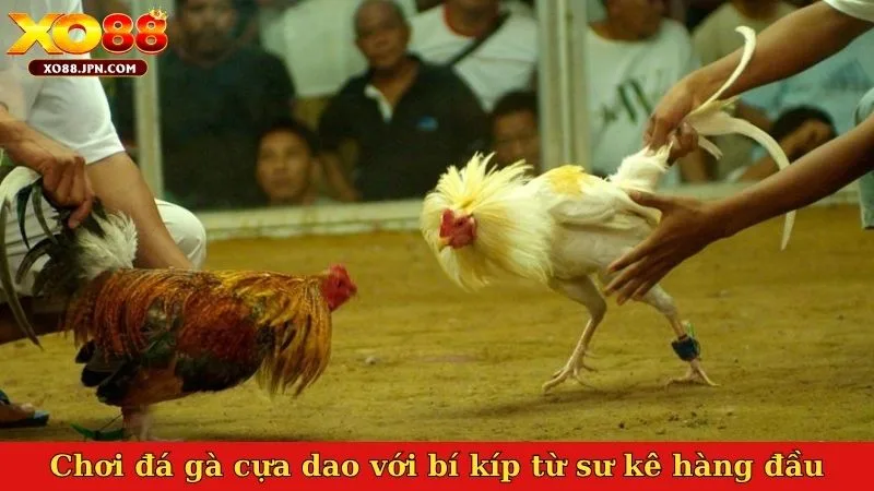 Chơi đá gà cựa dao với nhiều bí kíp từ sư kê hàng đầu