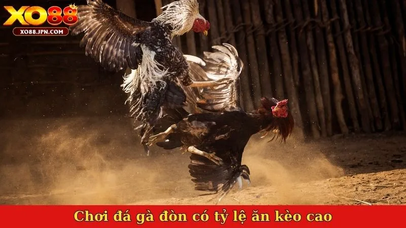 Chơi đá gà đòn có tỷ lệ ăn kèo cao