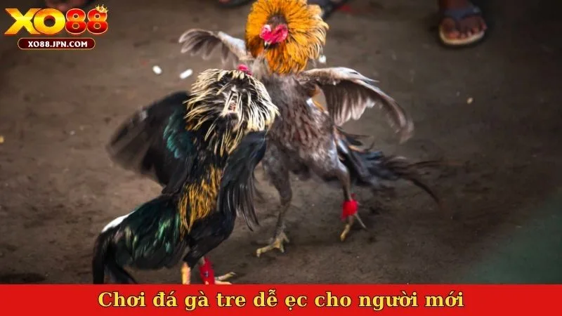 Chơi đá gà tre dễ ẹc cho người mới