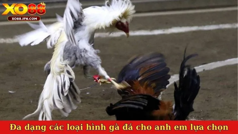 Đa dạng các loại hình gà đá cho anh em lựa chọn