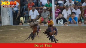 Đá gà Thái