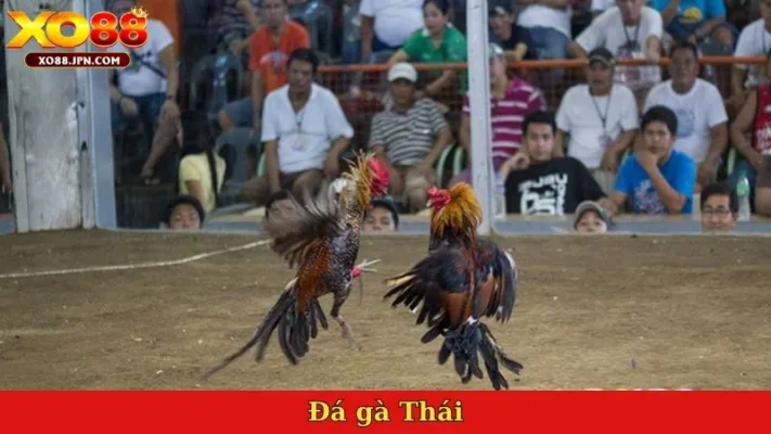 Đá gà Thái
