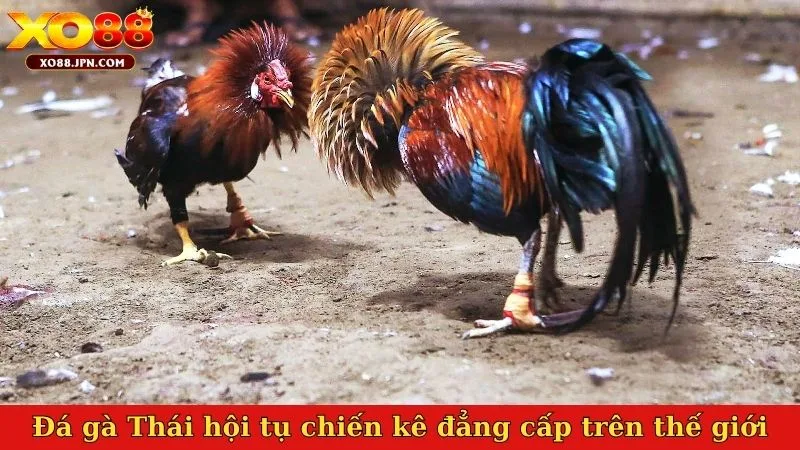Đá gà Thái hội tụ chiến kê đẳng cấp trên thế giới