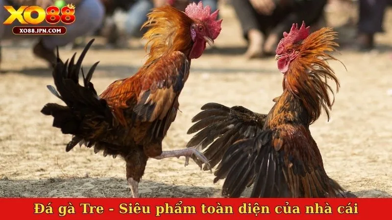 Đá gà Tre - Siêu phẩm toàn diện của nhà cái