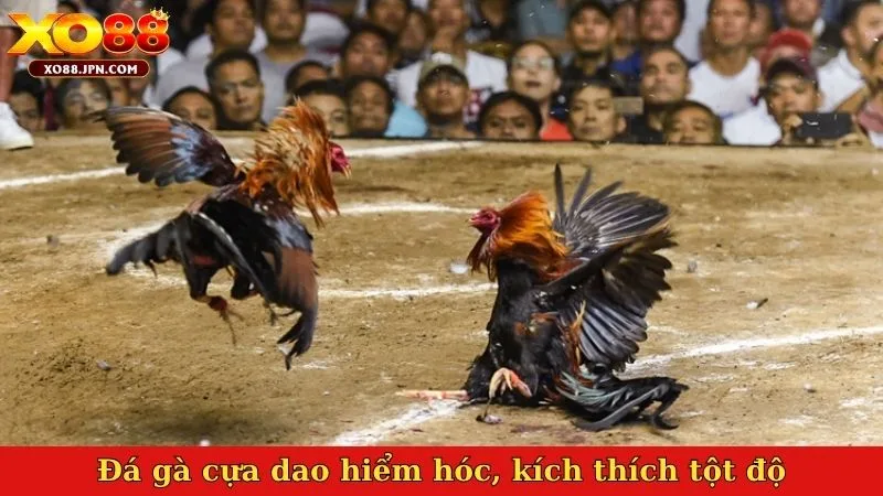 Đá gà cựa dao hiểm hóc, kích thích tột độ