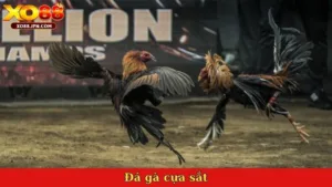 Đá gà cựa sắt