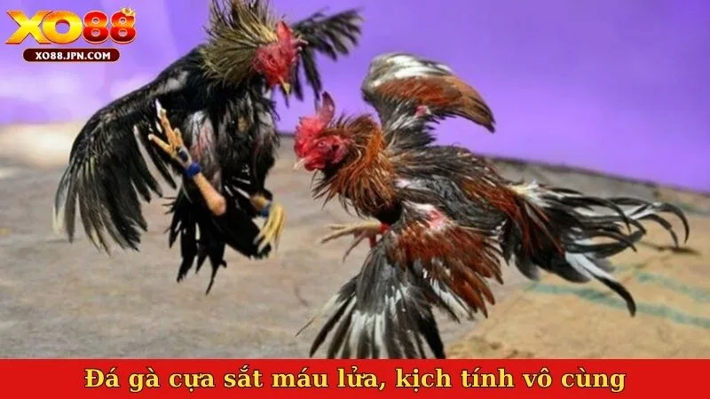 Đá gà cựa sắt máu lửa, kịch tính vô cùng