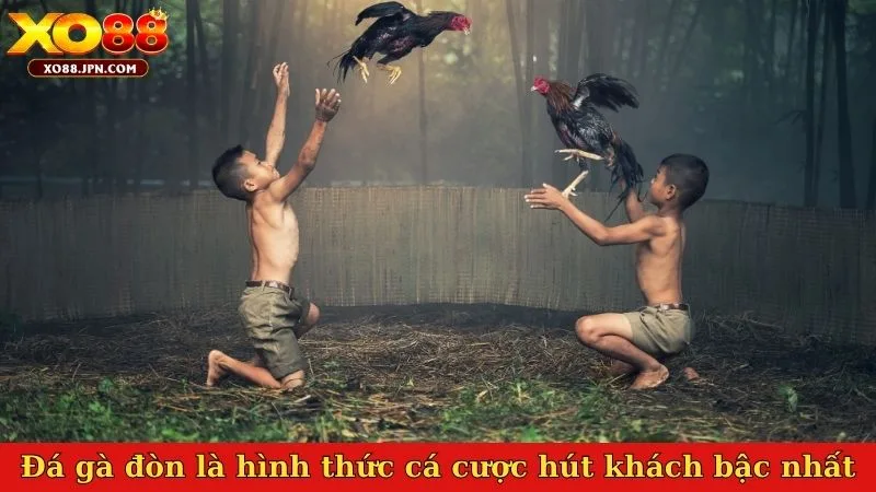 Đá gà đòn là hình thức cá cược hút khách bậc nhất