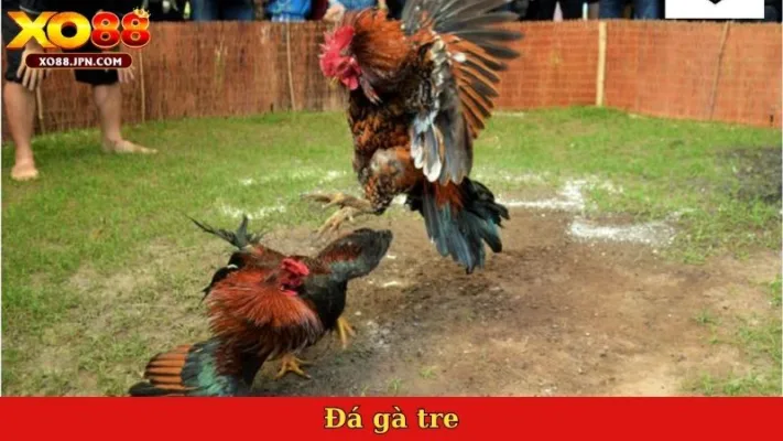 Đá gà tre