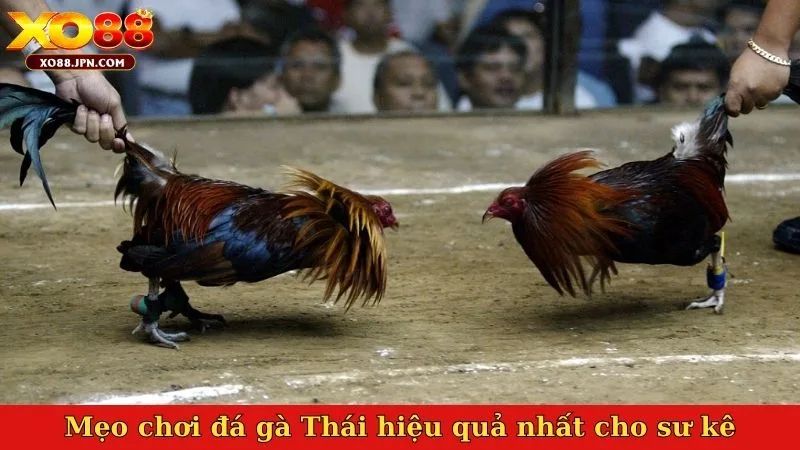 Mẹo chơi đá gà Thái hiệu quả nhất cho sư kê