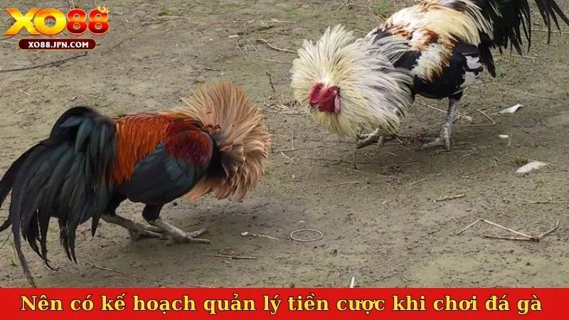 Nên có kế hoạch quản lý tiền cược khi chơi đá gà cựa sắt