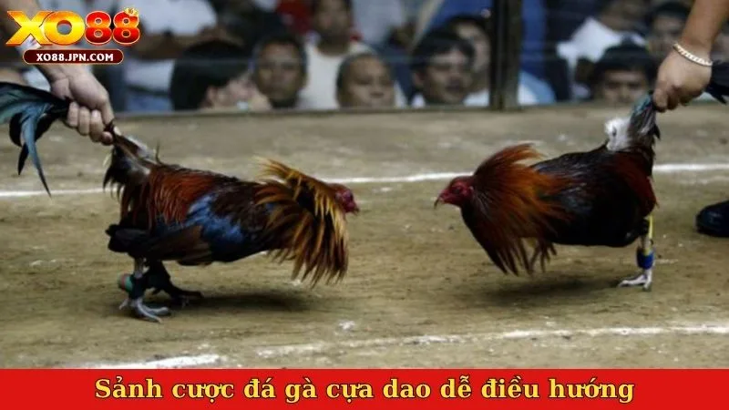 Sảnh cược đá gà cựa dao dễ điều hướng